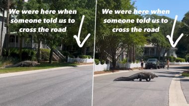 Alligator Crossing Road: साउथ कैरोलिना में सड़क क्रॉस करता दिखा मगरमच्छ, देखें शॉकिंग