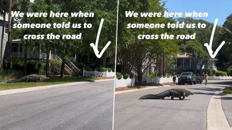 Alligator Crossing Road: साउथ कैरोलिना में सड़क क्रॉस करता दिखा मगरमच्छ, देखें शॉकिंग
