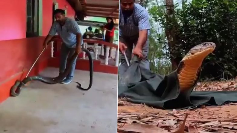 Snake Video: शख्स ने कार में छिपे विशाल कोबरा को ऐसे किया रेस्क्यू, देखें वीडियो