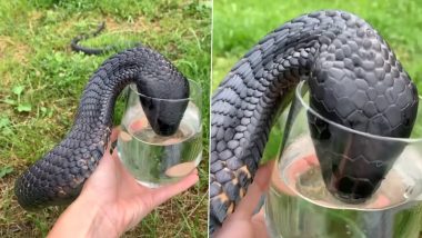 Thirsty Cobra Video: प्यासे ब्लैक किंग कोबरा ने कांच के ग्लास से पिया पानी, वीडियो देख रह जाएंगे दंग