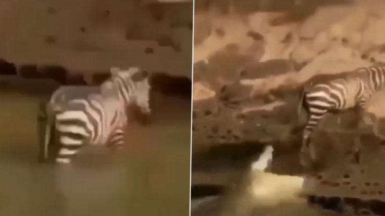 Video: ज़ेबरा को अपना शिकार बनाने से चूका मगरमच्छ, देखें वायरल वीडियो