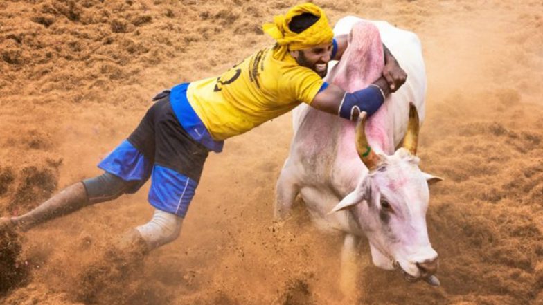 SC on Jallikattu: सुप्रीम कोर्ट ने तमिलनाडु के जल्लीकट्टू को दी इजाजत