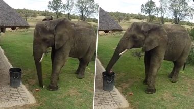 Video: इस हाथी में है इंसानों से ज्यादा तमीज़, कचरा बीनकर कूड़ेदान में डालते हुए गजराज का वीडियो वायरल