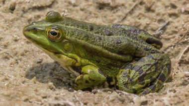 Frogs Will Be Extinct? दुनिया के सबसे भयानक पशु रोग से दुनियाभर में मेंढकों की आबादी हो रही है नष्ट