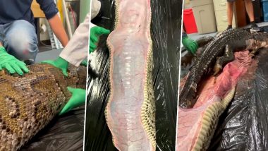 Python Swallows Alligator: बर्मीज अजगर ने निगल लिया 5 फुट का अजगर, हालत हुई खराब, देखें वीडियो