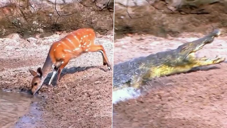 Video: नदी में पानी पी रहे हिरण पर मगरमच्छ ने किया अटैक, उसके बाद जो हुआ...देखें वीडियो