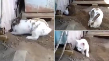 Rabbit Helping Out a Cat: फंसी हुई बिल्ली की मदद करता दिखा खरगोश, क्यूट वीडियो हुआ वायरल