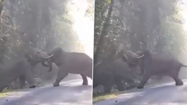 Elephant Fight Video: आपस में भिड़े दो विशालकाय हाथी, हाथियों के झगड़े से हिल गया पूरा जंगल, देखें वीडियो