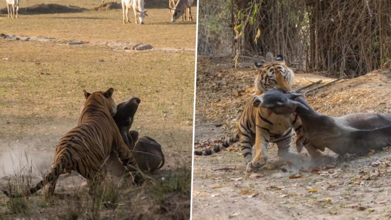 Video: बाघ ने हिरण को मारने के बाद उसे घसीटकर ले गया पेड़ के पीछे, पर्यटकों ने फिल्माया खौफनाक वीडियो