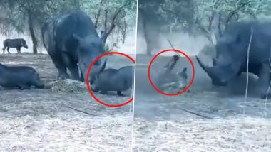 Rhinoceros Attack Video: गुस्साए गैंडे ने वॉर्थोग को कई फीट ऊपर एक खिलौने की तरह उछाला, देखें वीडियो