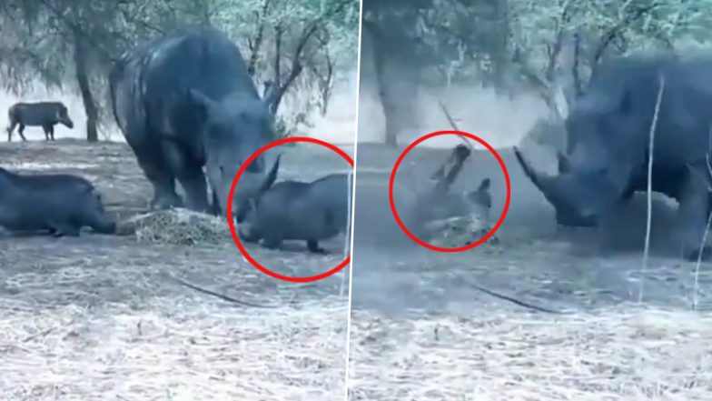 Rhinoceros Attack Video: गुस्साए गैंडे ने वॉर्थोग को कई फीट ऊपर एक खिलौने की तरह उछाला, देखें वीडियो