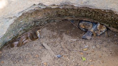Jackal And Cobra Trapped In Well: कोबरा और गोल्डन जैकल 25 फुट गहरे कुएं के अंदर फंसे, वन विभाग ने ऐसे बचाया
