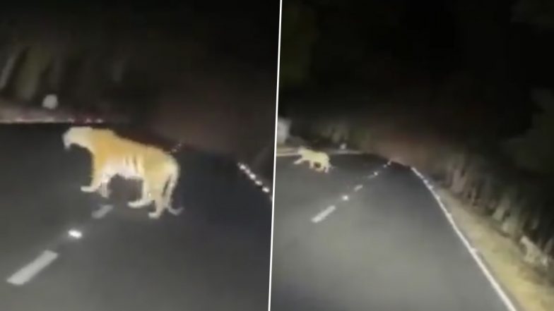 Video: रात में सड़क पार करते दिखी शेरनी और उसका परिवार, IFS अधिकारी ने वीडियो शेयर कर जंगल की सड़कों पर धीमे गाड़ी चलाने का किया आग्रह