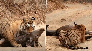 Tigress Tries Stealing Tiger’s Meal: रणथंभौर नेशनल पार्क में बाघिन ने की बाघ का भोजन चुराने की कोशिश, देखें वीडियो