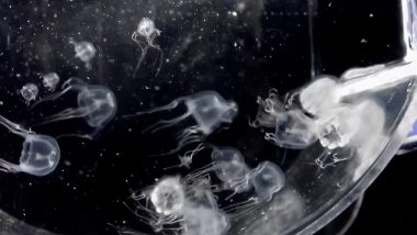 Jellyfish With 24 Eyes: हांगकांग में मिली 24 आंखों वाली जेलिफ़िश, देखकर वैज्ञानिक भी हैरान, देखें वीडियो