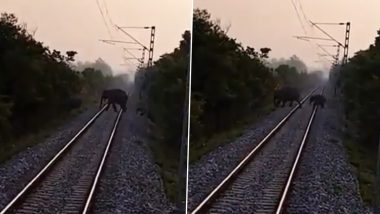 Video: हाथियों के झुंड ने बिना किसी परेशानी के आराम से पार किया रेलवे ट्रैक, भारतीय रेलवे और वन विभाग के कॉर्डिनेशन का वीडियो वायरल