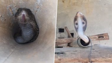 Snake In Pipe: पाइक के अंदर छिपकर बैठा था विशाल कोबरा, ऐसे किया गया रेस्क्यू