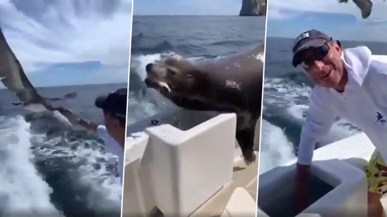 Greedy Seal: मछली चुराने के लिए सील ने चलती नाव एक अंदर लगाई छलांग, देखें वायरल वीडियो