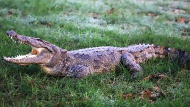 Body of Man Found Inside Crocodile: ऑस्ट्रेलिया में दोस्तों के साथ मछली पकड़ने गए व्यक्ति का शव मगरमच्छ के भीतर मिला