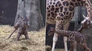 Baby Giraffe Take its First Steps: जन्म के बाद बेबी जिराफ ने पहली बार बढ़ाए अपने कदम, देखें वीडियो