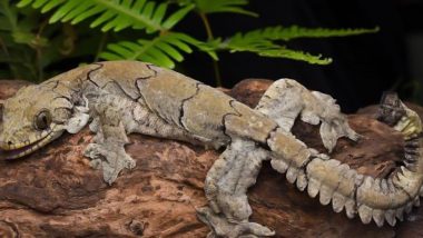 Flying Gecko Species Found in Mizoram: मिजोरम में मिली उड़ने वाली छिपकली की नई प्रजाति, राज्य के नाम पर हुआ नामकरण