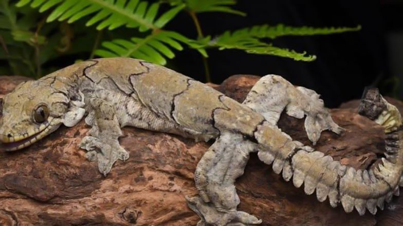 Flying Gecko Species Found in Mizoram: मिजोरम में मिली उड़ने वाली छिपकली की नई प्रजाति, राज्य के नाम पर हुआ नामकरण