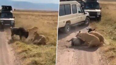 Lions Attacking Wildebeest: शेरों ने मिलकर वाइल्डबीस्ट पर किया हमला, शिकार का भयानक वीडियो वायरल