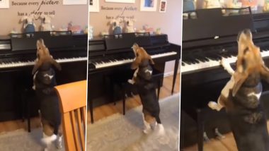 Dog Playing Piano and Singing: यह स्मार्ट डॉग पियानो बजाते- बजाते गाना गाता है, देखें क्यूट वीडियो