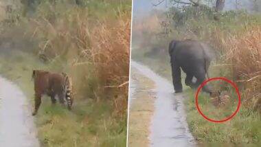 Video: हाथियों के झुंड के लिए बाघ ने दिया रास्ता, वीडियो देख इंटरनेट पर लोग हैरान, देखें वीडियो