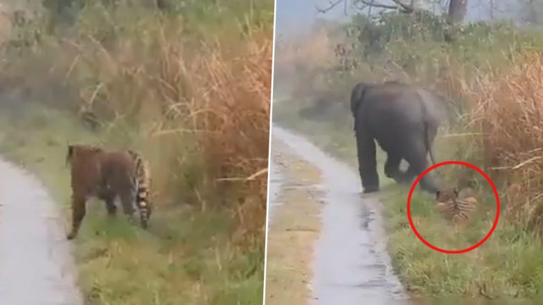 Video: हाथियों के झुंड के लिए बाघ ने दिया रास्ता, वीडियो देख इंटरनेट पर लोग हैरान, देखें वीडियो