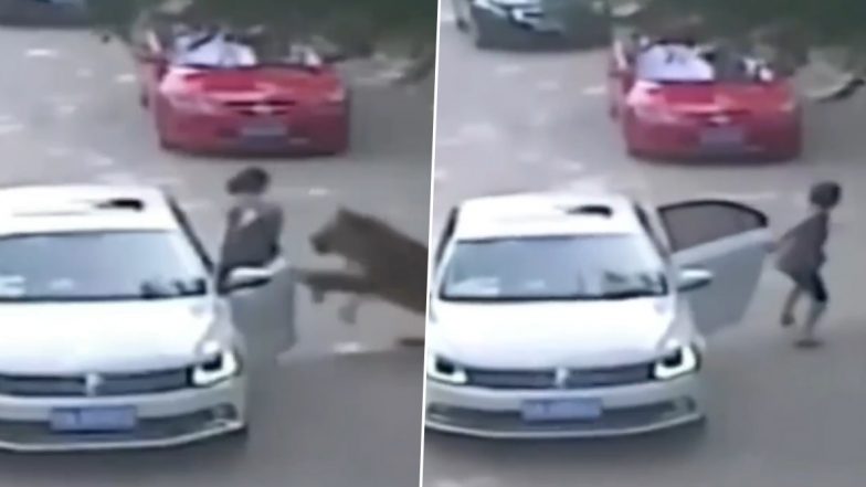 Video: सफारी के बीच कार से निकली महिला को घसीटकर ले गया शेर, देखें दिल दहला देने वाला वीडियो