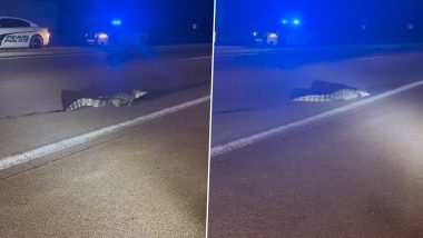 Alligator Crossing Highway: हाइवे पर सड़क पार करता दिखा मगरमच्छ, ऐसे किया गया रेस्क्यू