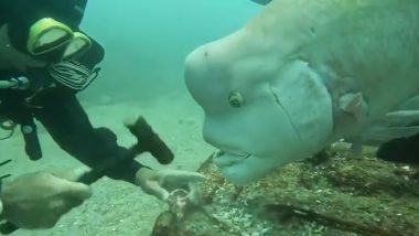 Bizarre Human-Faced Fish: बड़े माथे और स्कूबा डाइवर को परेशान करती दिखी विचित्र मानव-मुंह वाली मछली, वीडियो वायरल