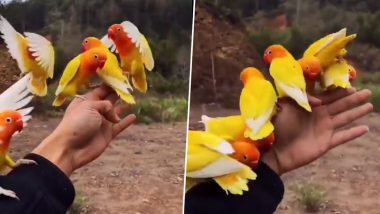 आसमान में उड़ रहा था नन्ही चिड़ियों का झुंड, एक इशारे पर शख्स के हाथ पर आकर बैठ गए ये खूबसूरत पक्षी (Watch Viral Video)