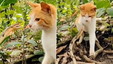 अटैक करने के लिए मुंह खोलकर सांप ने मारा झपट्टा, लेकिन बिल्ली के तुरंत जवाबी हमले ने फेर दिया पानी (Watch Viral Video)