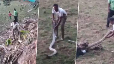 Viral Video: बीच पर मस्ती कर रहे थे पर्यटक, अचानक झाड़ियों से निकलकर सामने आ गया खतरनाक किंग कोबरा