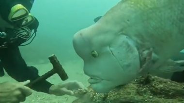 Strange Fish: समुद्र में तैरती अजीबो-गरीब मछली का चेहरा देखकर उड़े लोगों के होश, आप भी देखें हैरान करने वाला Viral Video