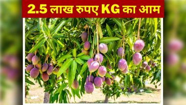 Most Expensive Mango: किसान ने उगाया विश्व का सबसे महंगा आम, 2.7 लाख रुपये है 1 किलो का दाम
