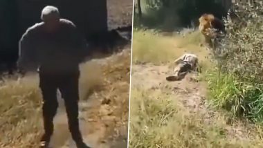 खूंखार शेर ने बुजुर्ग कीपर पर किया हमला, बेरहमी से झाड़ियों में घसीटकर ले गया (Watch Viral Video)