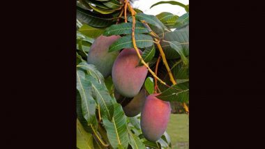 World’s Costliest Mango: दुनिया के सबसे महंगे आम को उगाकर मालामाल हुआ ओडिशा का किसान, दाम सुनकर उड़ जाएंगे होश