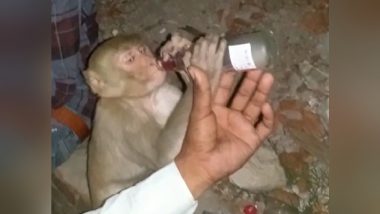 Monkey Drinks Wine: दुकान से सिगरेट लेकर भाग रहा था नशेड़ी बंदर, लोगों ने शराब पिला कर किया शांत, वीडियो हुआ वायरल