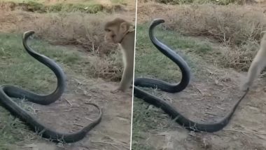 शरारती बंदर ने लिया जहरीले किंग कोबरा से पंगा, पूंछ पकड़कर खींचा तो नागराज ने फन फैलाकर किया वार (Watch Viral Video)