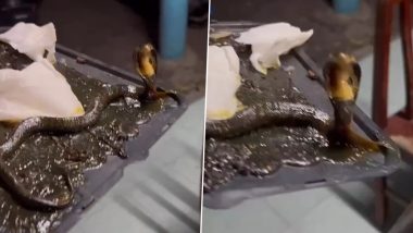 घर में लगे माउस ट्रैप में जा फंसा खतरनाक किंग कोबरा, फिर भी फन फैलाकर डराता दिखा सांप (Watch Viral Video)