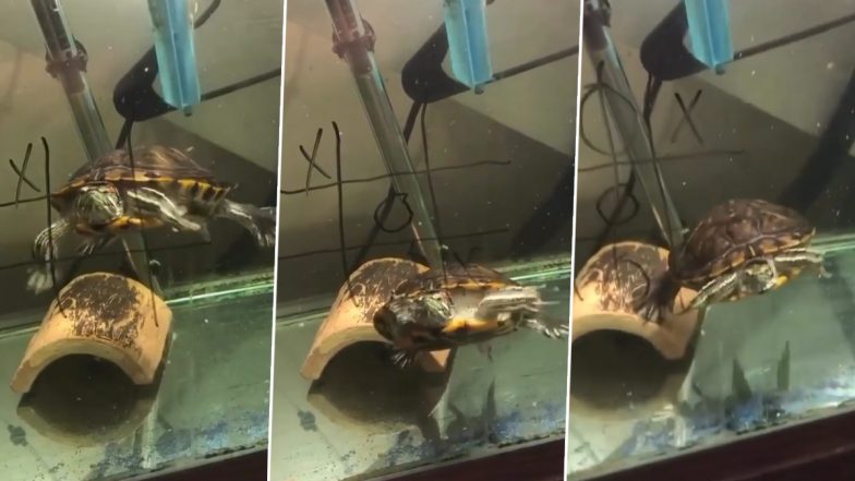 Viral Video: ये कछुआ तो इंसानों से भी ज्यादा दिमाग वाला निकला, यह वीडियो देखकर आप भी समझ जाएंगे