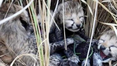 Two Cubs Of Cheetah Died: कूनो नेशनल पार्क में चीते के 2 और बच्चों की मौत, अब तक 3 शावकों की गई जान