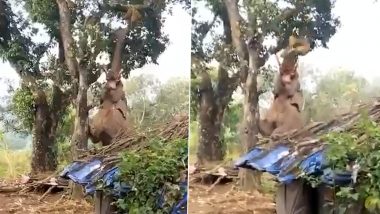 पेड़ की ऊंचाई से हाथी ने गजब अंदाज में तोड़ा कटहल, गजराज की टेकनीक देख हैरान हुए लोग (Watch Viral Video)