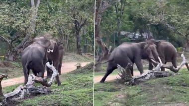 एक-दूसरे के जानी दुश्मन बने दो हाथी, देखते ही देखते आपस में भिड़ गए गजराज (Watch Viral Video)