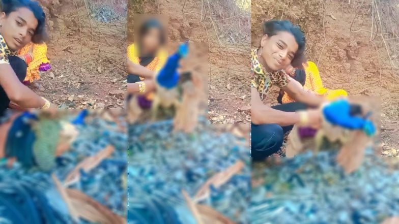 MP: राष्ट्रीय पक्षी मोर के साथ क्रूरता, पंख उतारने वाले शख्स का VIDEO वायरल, आरोपी की तलाश में जुटी पुलिस