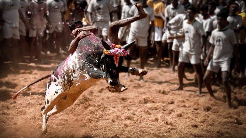 SC on Jallikattu: जल्लीकट्टू की कानूनी वैधता बरकरार, सुप्रीम कोर्ट ने तमिलनाडु के नियमों को ठहराया सही