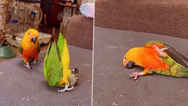Parrot Stunt Video: खाने की लालच में दो कलरफुल तोते ने दिखाया गजब का स्टंट, वीडियो देख भड़के यूजर्स